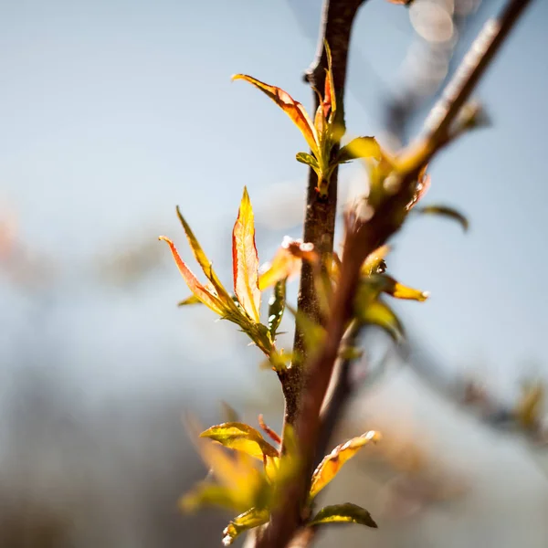 Fresh Branches Spring — Stock Photo, Image