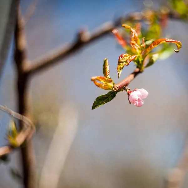 Printemps Fleurissant Sur Les Branches — Photo