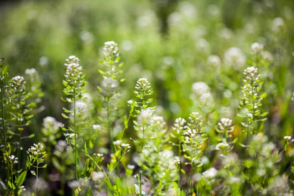 Capsella Bursa Pastoris Závod Archivované — Stock fotografie