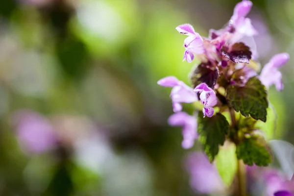 Lamium Purpureum Planta Con Flores — Foto de Stock