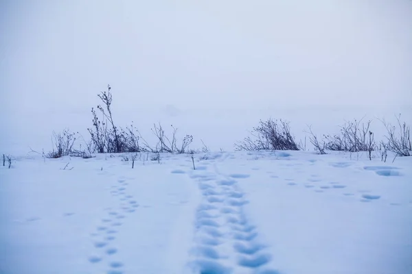 Vinterlandskap Med Fält Och Torkade Växter — Stockfoto