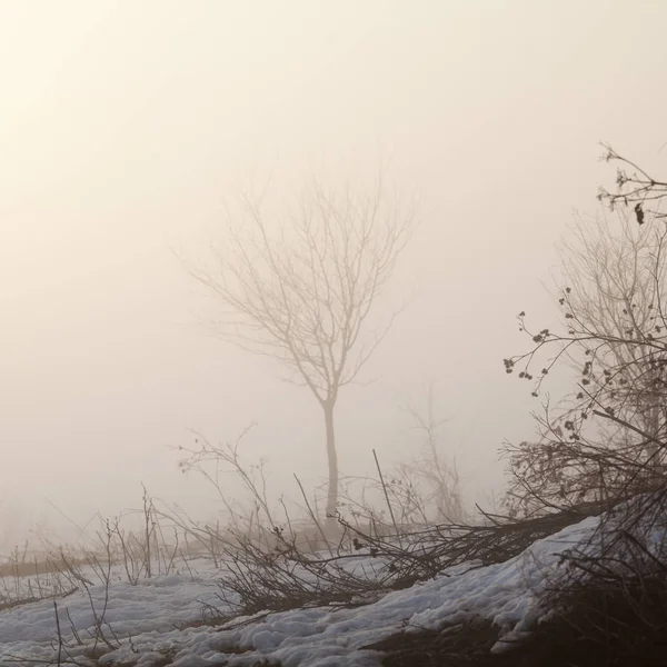 Platteland Winterlandschap Bij Zonsondergang — Stockfoto
