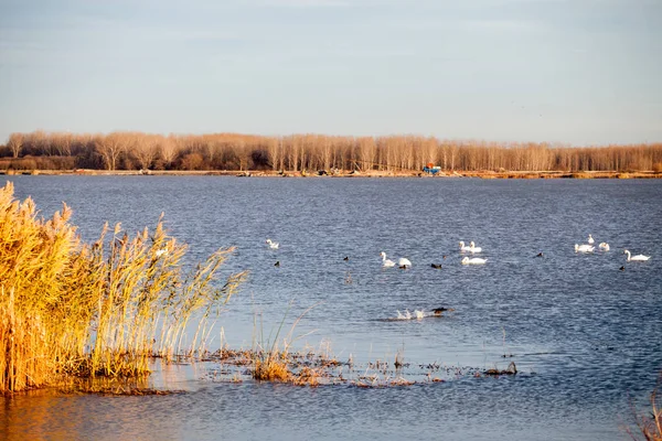 Kuğular üzerinde göl günbatımı ışık ile