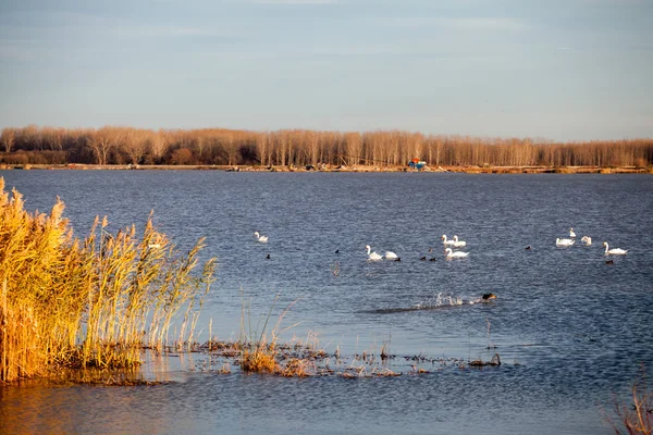 Kuğular üzerinde göl günbatımı ışık ile
