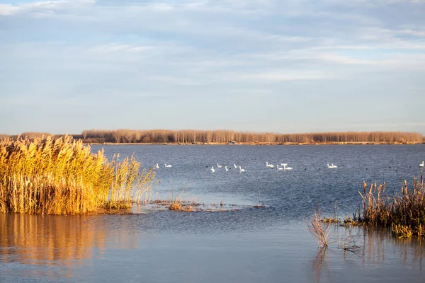 Kuğular üzerinde göl günbatımı ışık ile