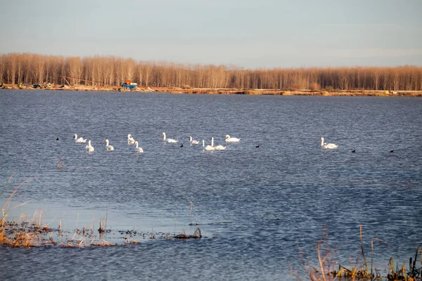 Kuğular üzerinde göl günbatımı ışık ile