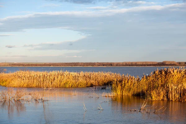 Landskap Med Vattenlinjen Vass Fåglar Och Vegetation Solnedgången — Stockfoto