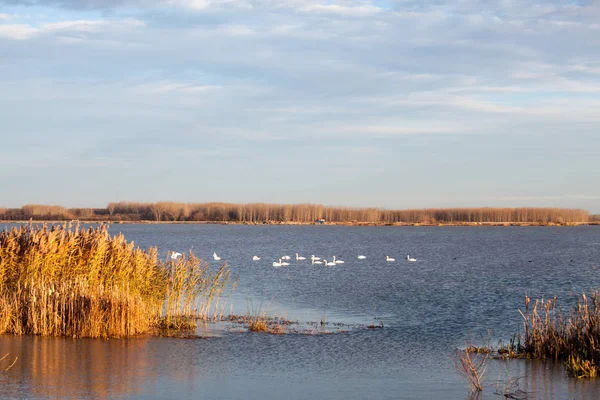 Kuğular üzerinde göl günbatımı ışık ile