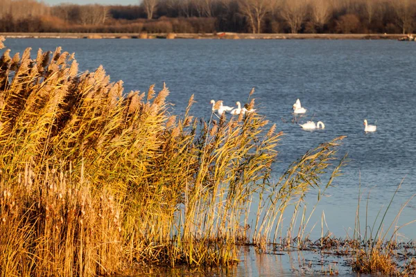 Kuğular üzerinde göl günbatımı ışık ile