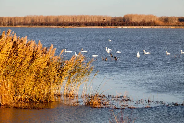 Kuğular üzerinde göl günbatımı ışık ile