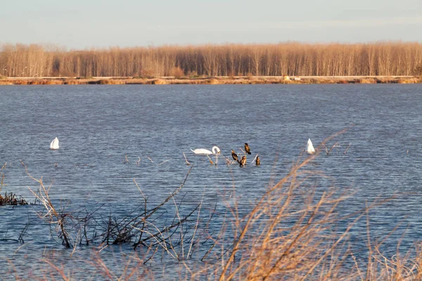 Kuğular üzerinde göl günbatımı ışık ile