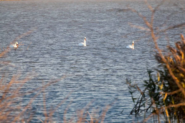 Cygnes Sur Lac Avec Lumière Coucher Soleil — Photo