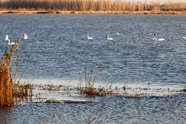 Cisnes Lago Con Luz Del Atardecer — Foto de Stock