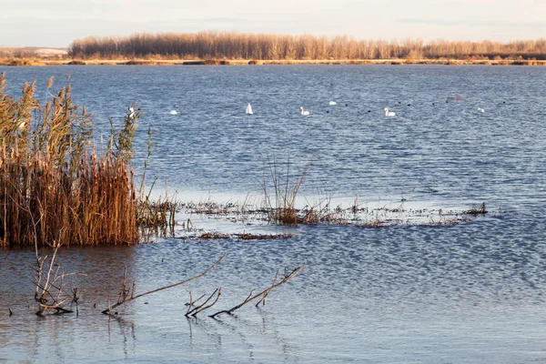 Svanar Sjön Med Solnedgången Ljus — Stockfoto