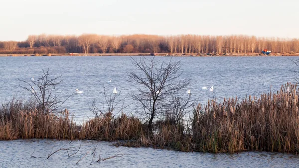 Kuğular üzerinde göl günbatımı ışık ile