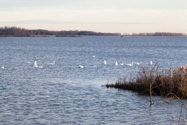 Kuğular üzerinde göl günbatımı ışık ile