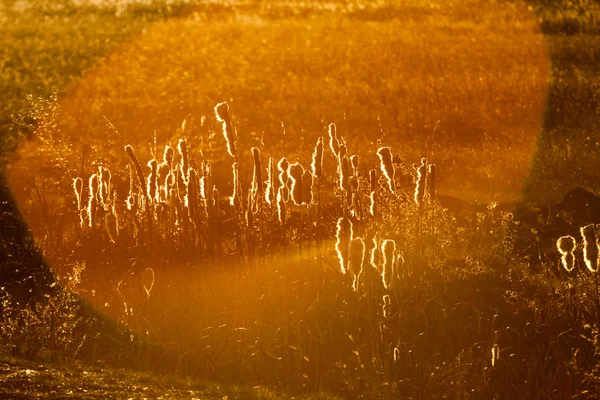 Contrejour gün batımında ışık sazlık, sonbahar yatay