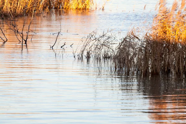 Su hattı, sazlık kuşlar ve gün batımında bitki örtüsü ile manzara 