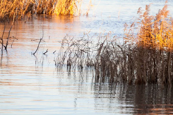 ウォータ ライン 葦鳥夕暮れ時の植生と景観します — ストック写真