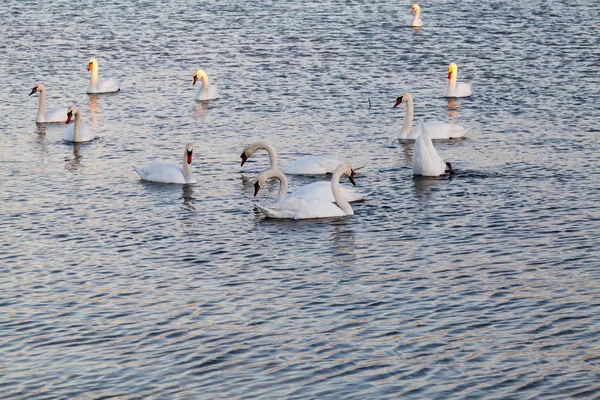 Swans Lake Sunset Light — Stock Photo, Image