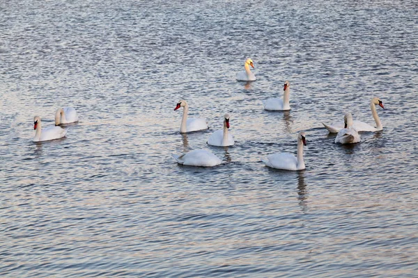 Svanar Sjön Med Solnedgången Ljus — Stockfoto