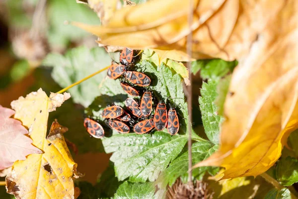 Pyrrhocoris apterus böcek sonbahar bahçe