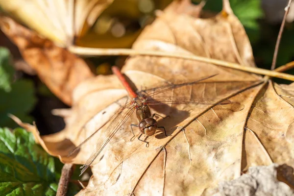 Hnědý Vážka Makro Detaily Podzimní List — Stock fotografie