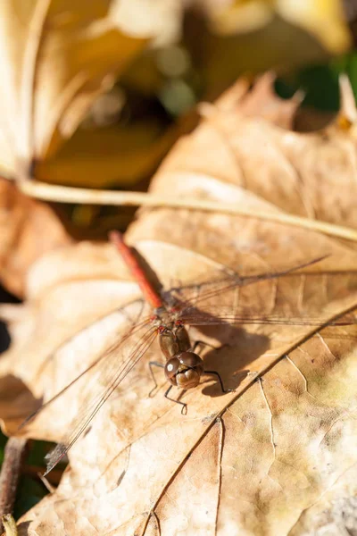 Hnědý Vážka Makro Detaily Podzimní List — Stock fotografie