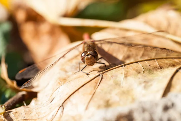 Braune Libelle Mit Makrodetails Auf Einem Herbstblatt — Stockfoto