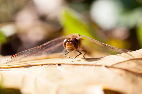 Libélula Marrón Con Macro Detalles Una Hoja Otoño —  Fotos de Stock