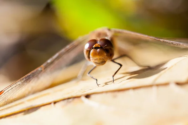 Brown Dragonfly Macro Details Autumn Leaf — Stock Photo, Image