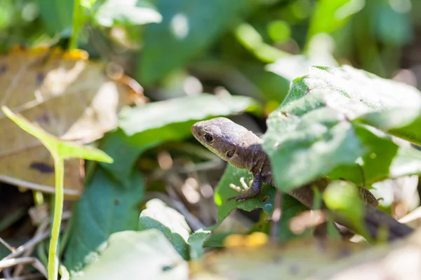 Brown Lizard Autumn Garden — Stock Photo, Image