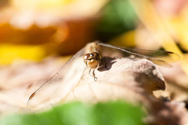 Libélula Marrón Con Macro Detalles Una Hoja Otoño — Foto de Stock