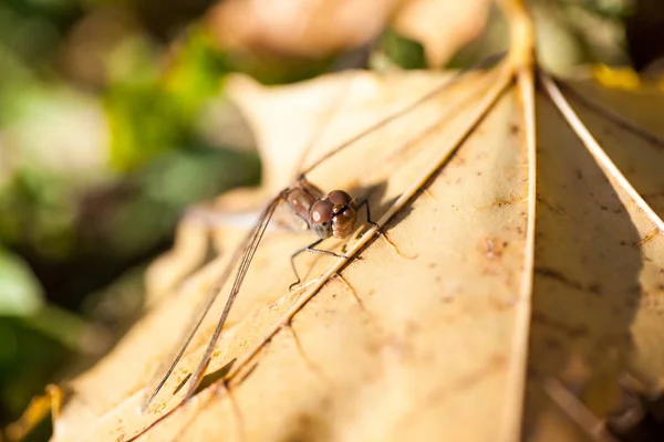 Bruin Dragonfly Met Macro Details Een Herfstblad — Stockfoto