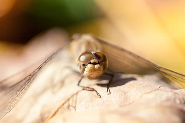 Коричневий Dragonfly Макрос Подробиці Осіннє Листя — стокове фото