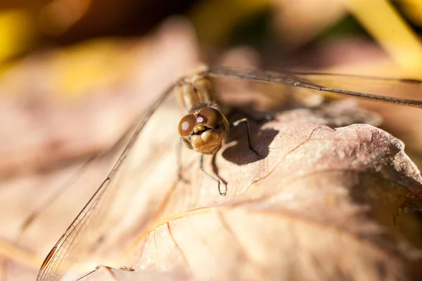 褐色蜻蜓与秋天叶子的宏观细节 — 图库照片