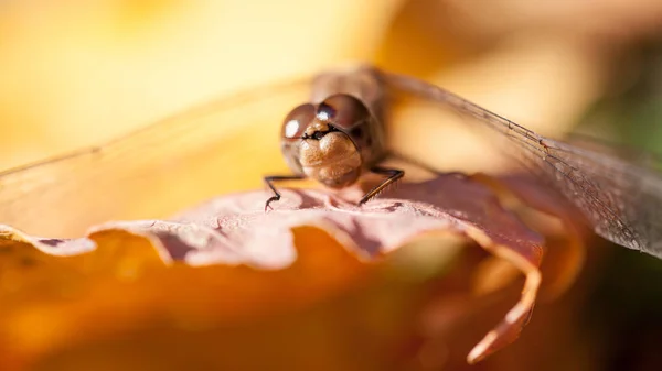 秋の紅葉の詳細についてはマクロで茶色のトンボ — ストック写真