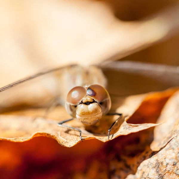褐色蜻蜓与秋天叶子的宏观细节 — 图库照片