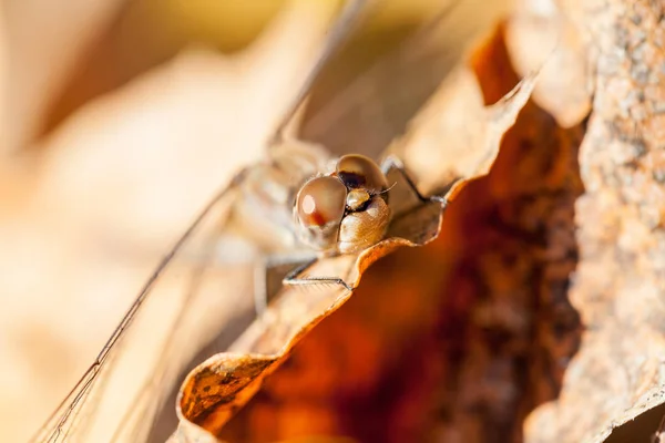 Brown Dragonfly Macro Details Autumn Leaf — Stock Photo, Image