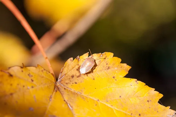 Palomena Prasina Hata Bir Sonbahar Yaprak Üzerinde — Stok fotoğraf