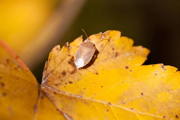 Palomena prasina bug on an autumn leaf