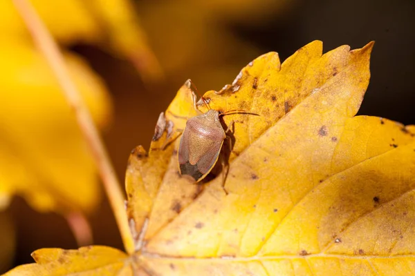 Insecto Palomena Prasina Sobre Hoja Otoñal —  Fotos de Stock