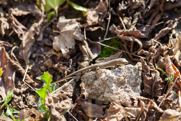 Sonbahar bahçe kahverengi kertenkele