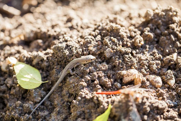 Sonbahar bahçe kahverengi kertenkele