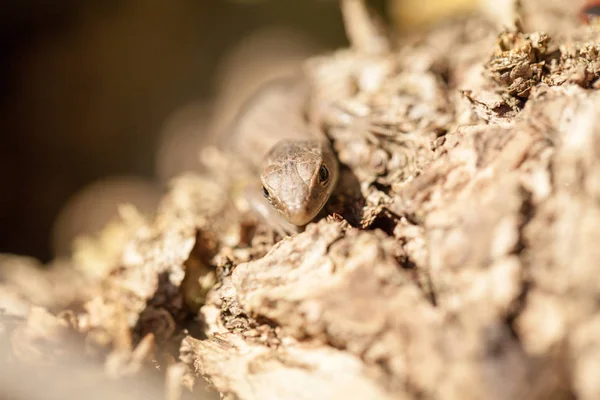 Lagarto Marrón Jardín Otoño — Foto de Stock