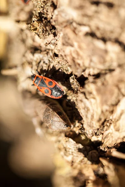 Pyrrhocoris Apterus Rovar Őszi Kertben — Stock Fotó