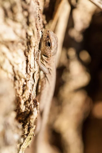 Sonbahar bahçe kahverengi kertenkele
