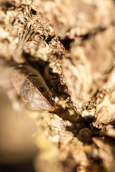 Sonbahar bahçe kahverengi kertenkele