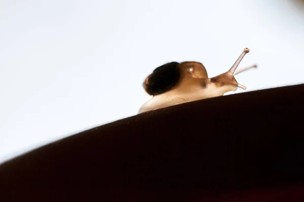 葉の上の小さな 透明なカタツムリ — ストック写真