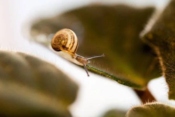Small Transparent Snail Leaf — Stock Photo, Image